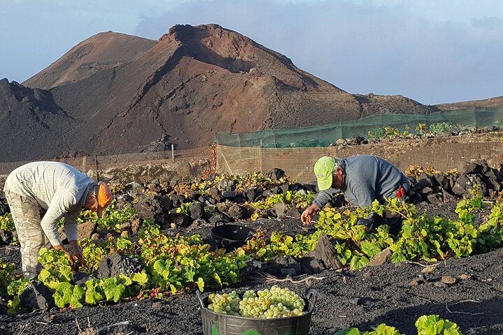Visit Bodegas Teneguía winery in La Palma with wine Tasting