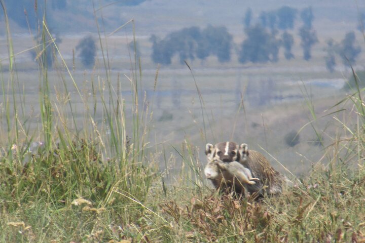 Lamar Valley Safari Hiking Tour with Lunch