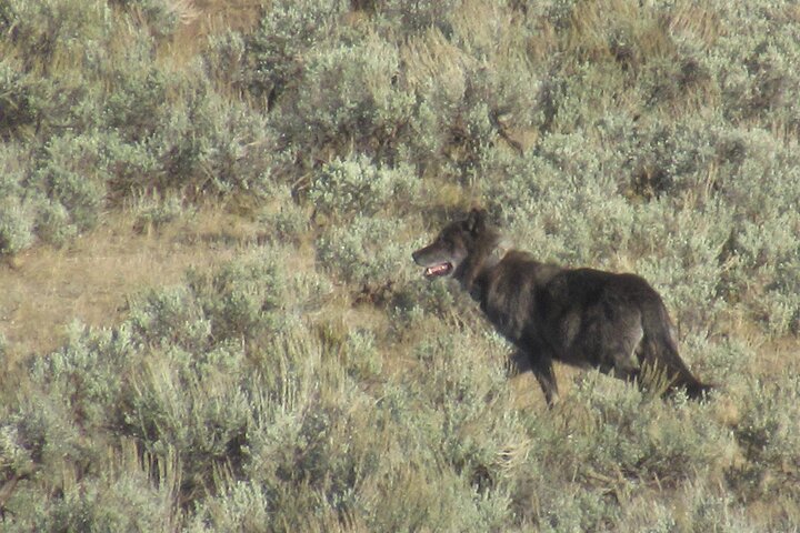 Lamar Valley Safari Hiking Tour with Lunch