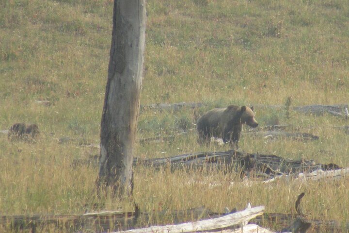 Lamar Valley Safari Hiking Tour with Lunch