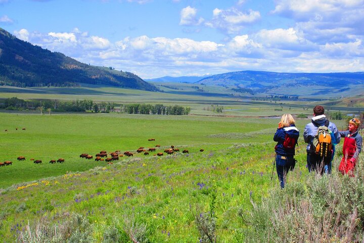 Lamar Valley Safari Hiking Tour with Lunch