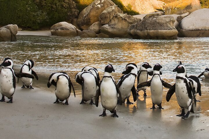 Half Day Boulders Penguins and Cape Point Small Group Tour