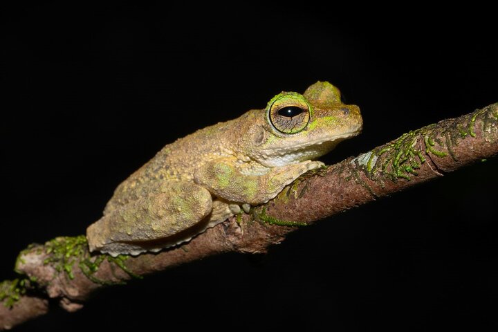 Family Night Walking Tour at Tropical Rainforest in Daintree