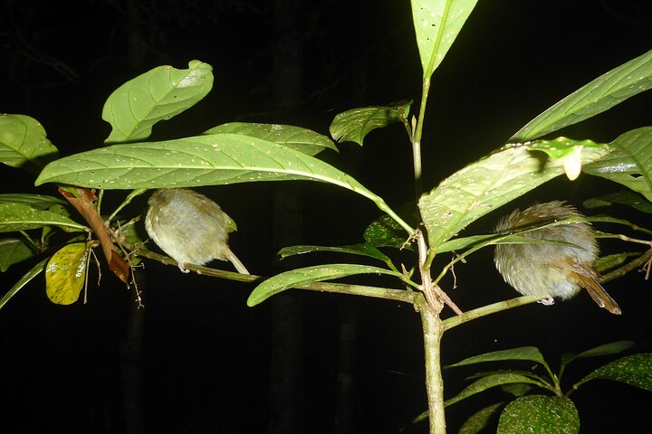 Family Night Walking Tour at Tropical Rainforest in Daintree