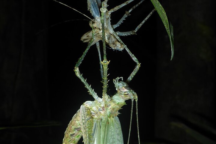 Family Night Walking Tour at Tropical Rainforest in Daintree