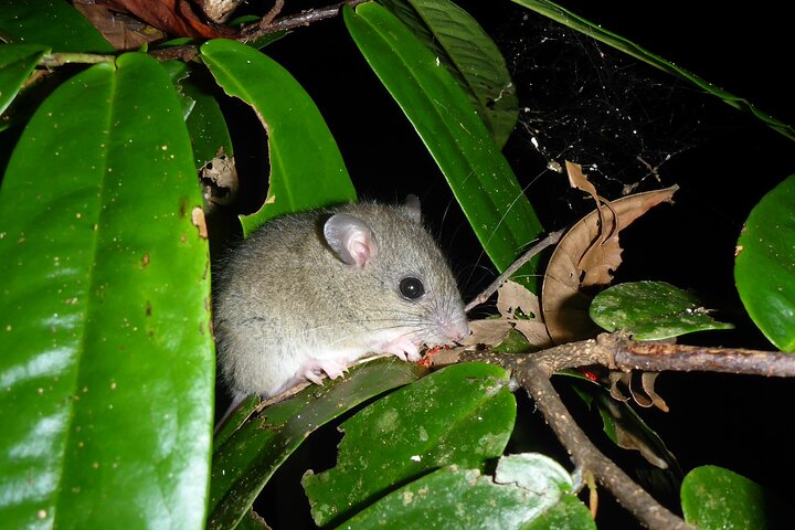 Family Night Walking Tour at Tropical Rainforest in Daintree