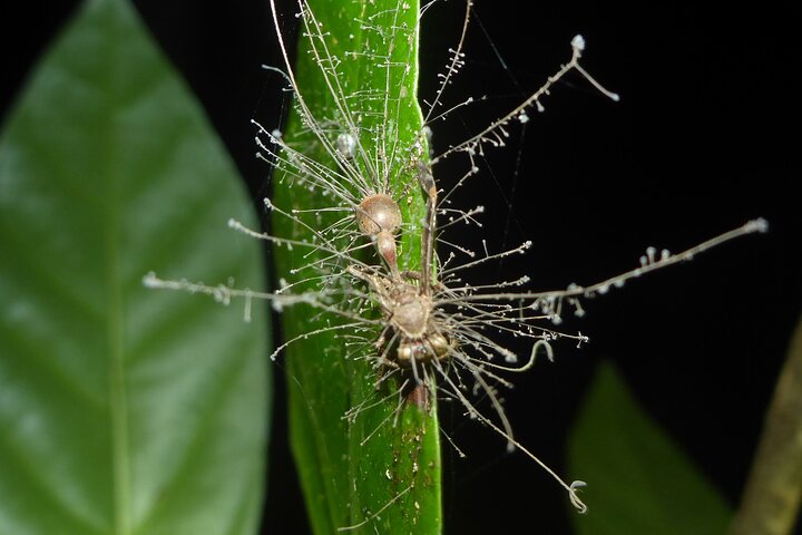 Family Night Walking Tour at Tropical Rainforest in Daintree