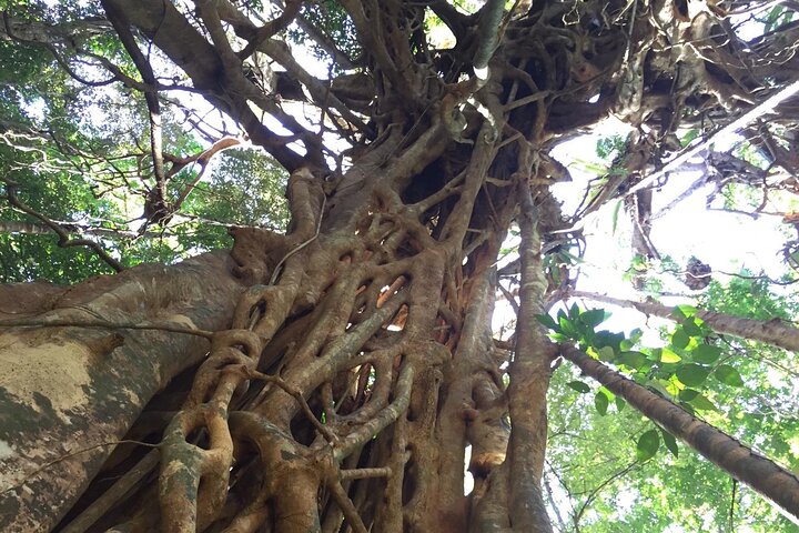 Small-Group Trekking Experience in Daintree National Park