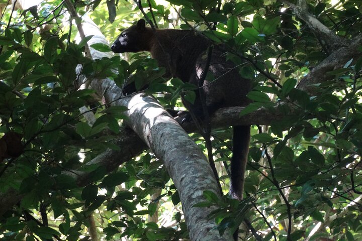 Small-Group Trekking Experience in Daintree National Park