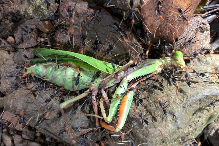 Small-Group Trekking Experience in Daintree National Park
