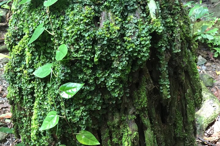 Small-Group Trekking Experience in Daintree National Park