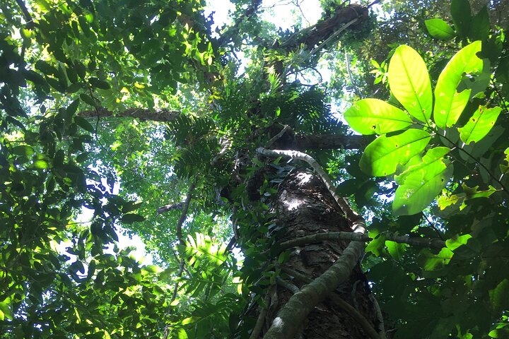 Small-Group Trekking Experience in Daintree National Park