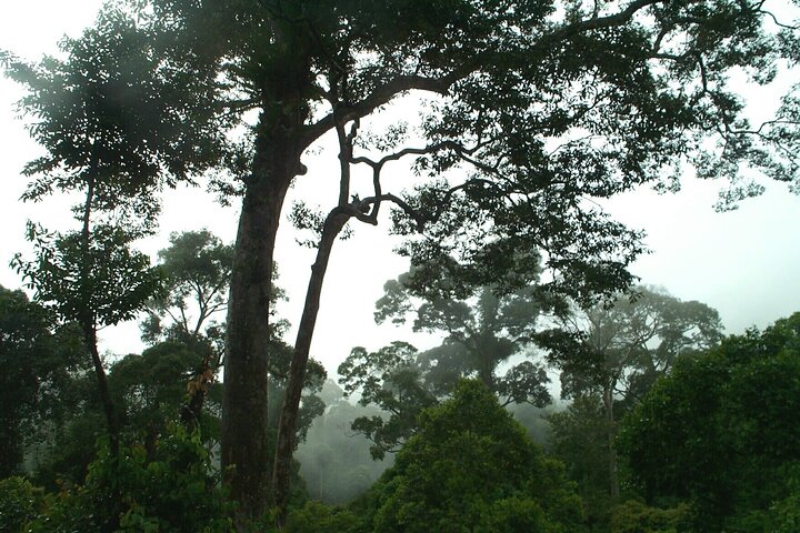 Small-Group Trekking Experience in Daintree National Park
