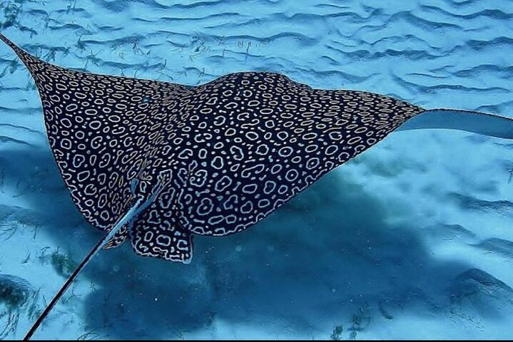 Full-Day Snorkeling Tour to Culebra Island with Lunch