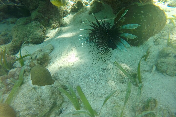 Hol Chan Full-Day Bucket List Snorkeling and Marine Life Tour