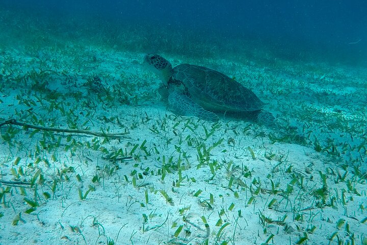 Hol Chan Full-Day Bucket List Snorkeling and Marine Life Tour