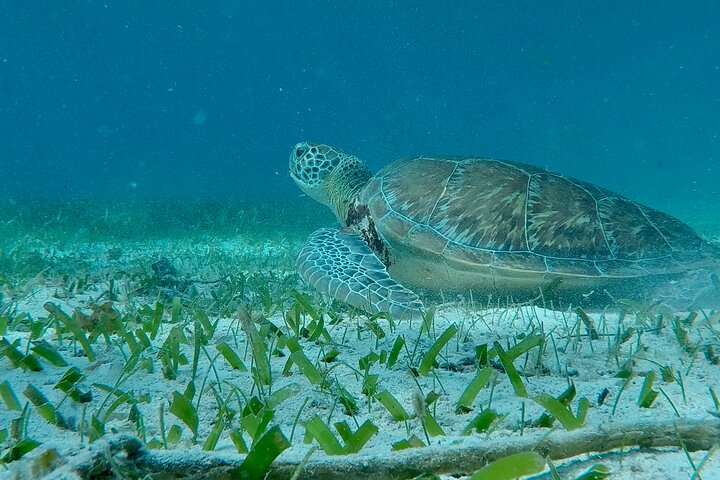 Hol Chan Full-Day Bucket List Snorkeling and Marine Life Tour