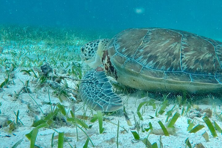 Hol Chan Full-Day Bucket List Snorkeling and Marine Life Tour