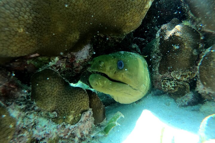 Hol Chan Full-Day Bucket List Snorkeling and Marine Life Tour