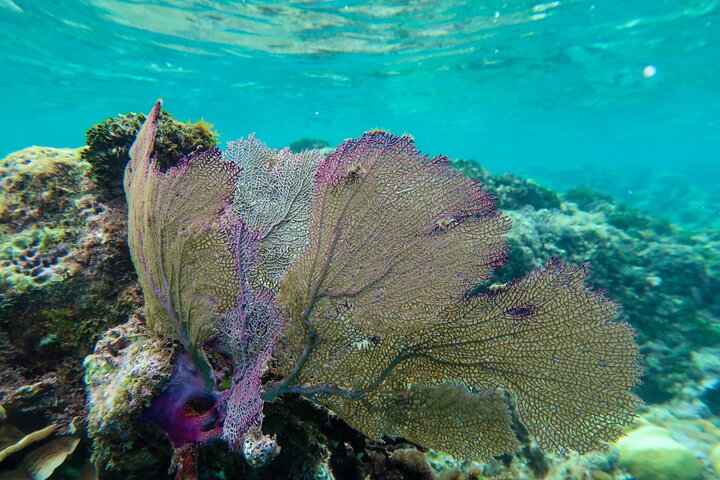 Hol Chan Full-Day Bucket List Snorkeling and Marine Life Tour