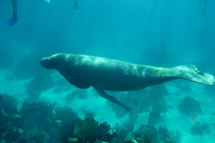 Hol Chan Full-Day Bucket List Snorkeling and Marine Life Tour