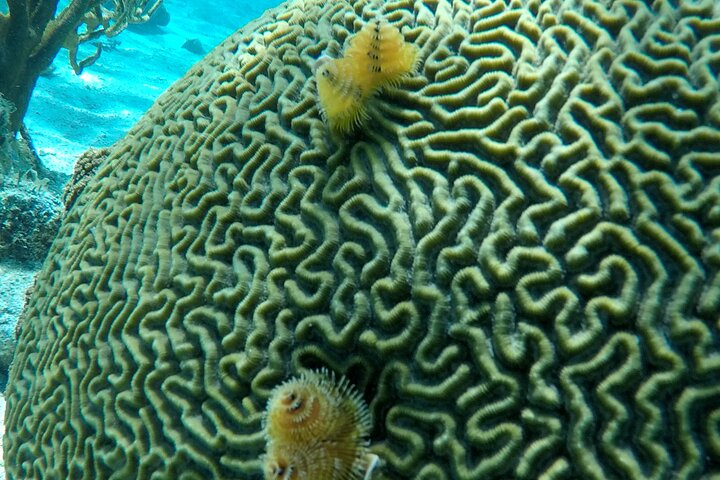Hol Chan Full-Day Bucket List Snorkeling and Marine Life Tour