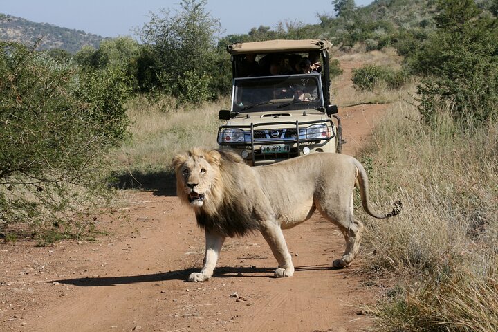 3-Hour Private Game Drive of Pilanesberg National Park