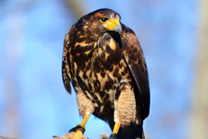 Colorado Springs Hands-On Falconry Class and Demonstration