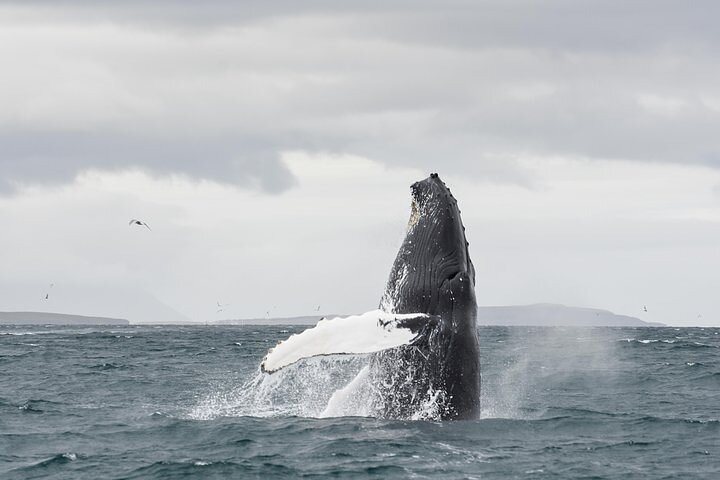 Whale Watching from Downtown Akureyri