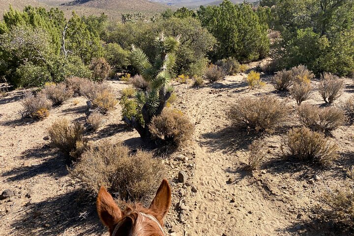 Horseback Ride Joshua Tree Forest Buffalo Lunch Singing Cowboy