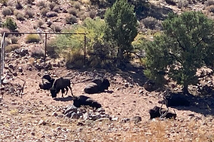 Horseback Ride Joshua Tree Forest Buffalo Lunch Singing Cowboy