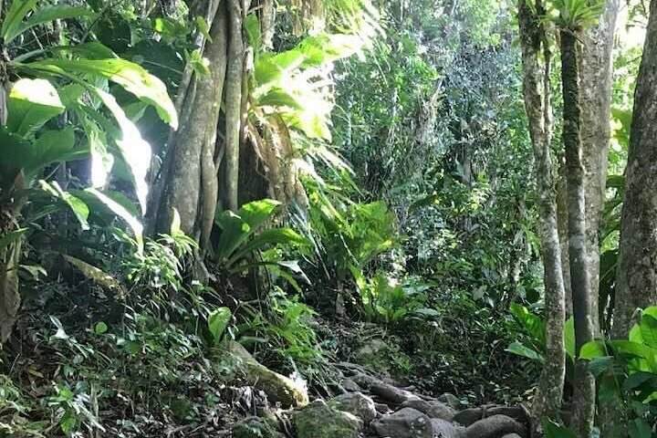 Gros Piton Hike St. Lucia