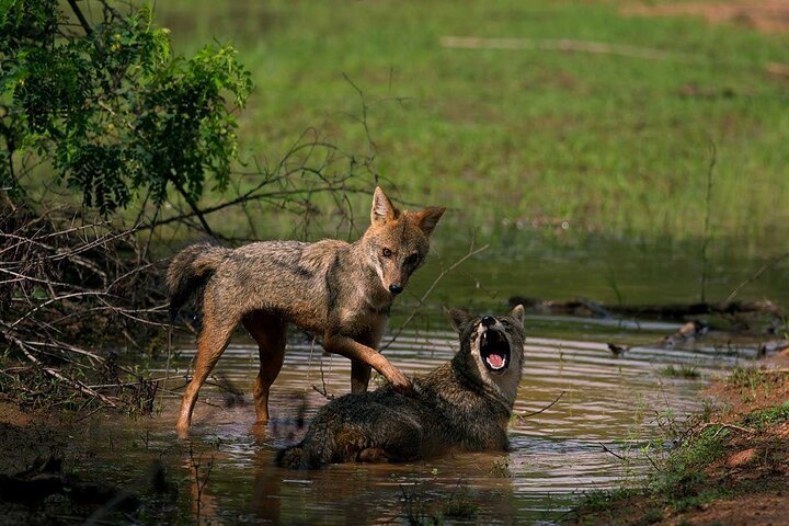 Yala National Park Safari - Private Tour