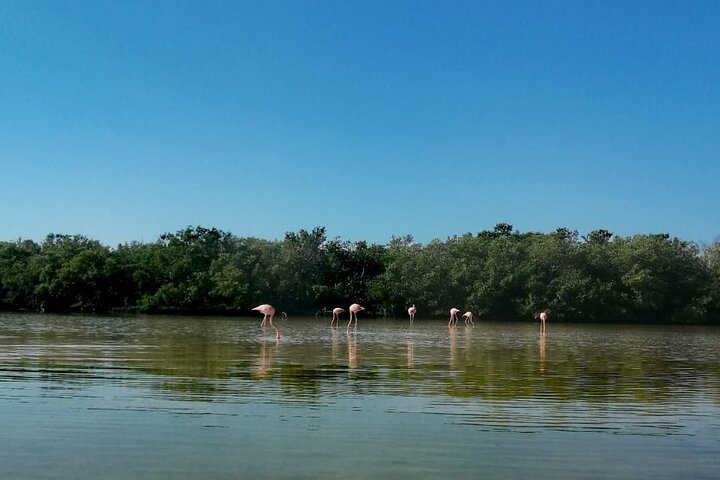 Kayak Experience in the Mangroves of Holbox Island