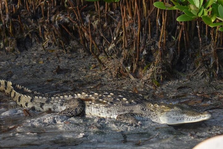 Kayak Experience in the Mangroves of Holbox Island
