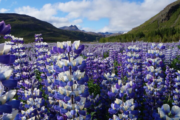 Private Tour from Djupivogur - The Eastfjord