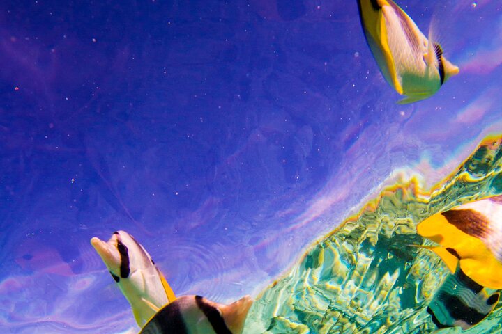 Full-Day Bora Bora Lagoon Cruise Including Snorkeling with Sharks and Stingrays