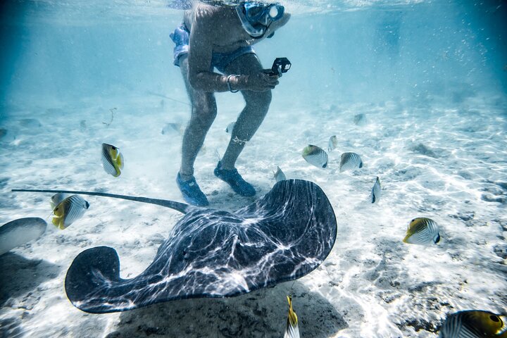 Full-Day Bora Bora Lagoon Cruise Including Snorkeling with Sharks and Stingrays