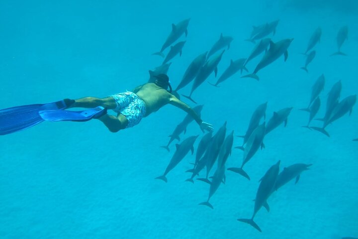 Sataya Dolphin House Snorkel Trip - Marsa Alam