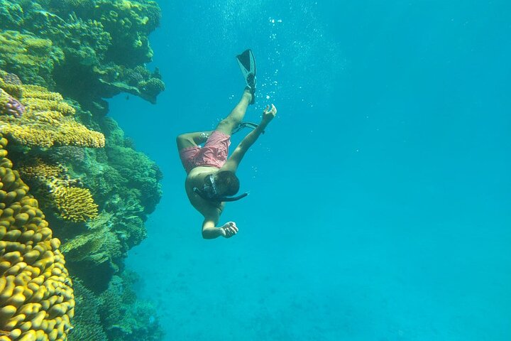 Sataya Dolphin House Snorkel Trip - Marsa Alam