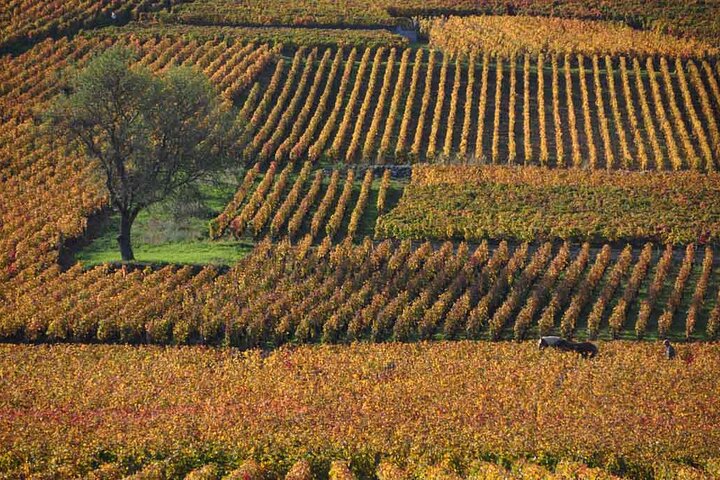 Full Day Private Tour 10 Premiers & Grands Crus, The Best of Burgundy