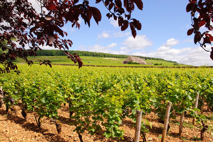 Full-Day Private Tour, 6 Premiers & Grands Crus, The Best of Burgundy