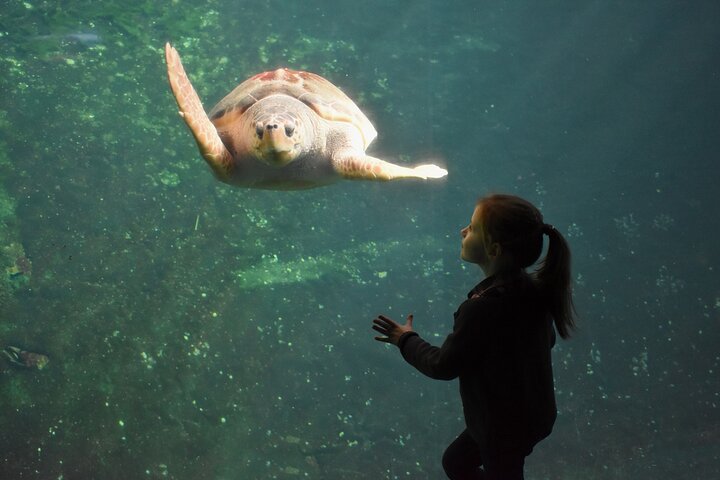 Entrance Ticket Nausicaa, the biggest aquarium in Europe