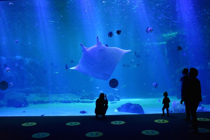 Entrance Ticket Nausicaa, the biggest aquarium in Europe
