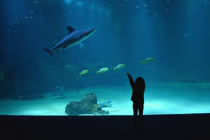 Entrance Ticket Nausicaa, the biggest aquarium in Europe