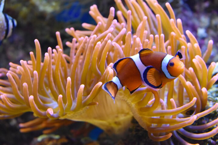 Entrance Ticket Nausicaa, the biggest aquarium in Europe