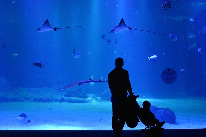 Entrance Ticket Nausicaa, the biggest aquarium in Europe