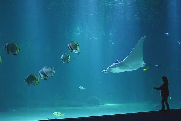 Entrance Ticket Nausicaa, the biggest aquarium in Europe