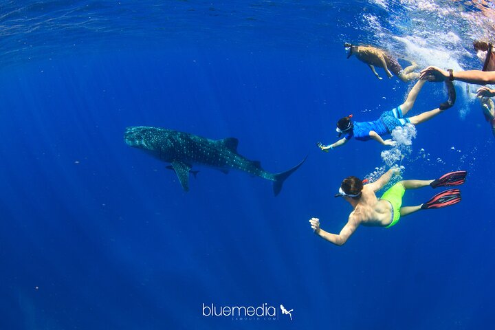 Swimming with the Whale Sharks - Ningaloo Reef (Exmouth)