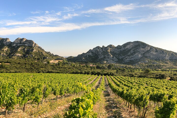 Vineyard of the Alpilles by bike